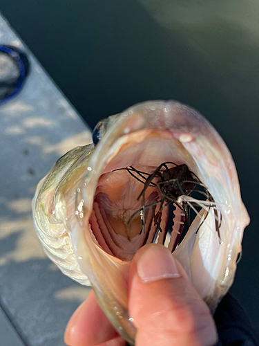 ブラックバスの釣果