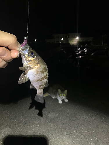 シロメバルの釣果