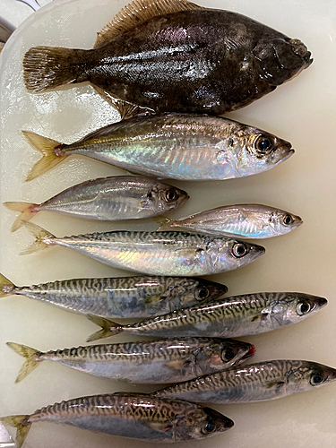 アジの釣果