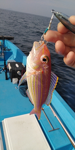 イトヨリダイの釣果