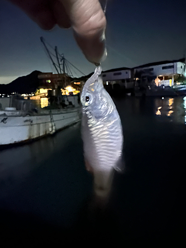 ネンブツダイの釣果