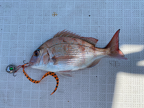 タイの釣果