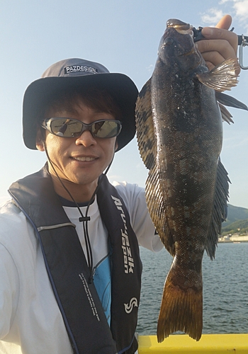 アイナメの釣果