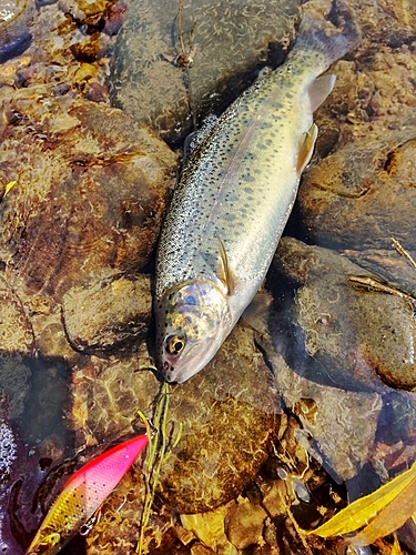 ニジマスの釣果