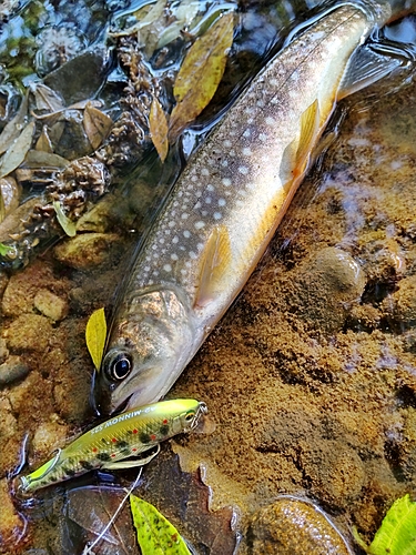 ニジマスの釣果