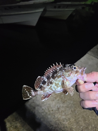 アラカブの釣果