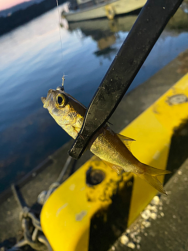 ムツの釣果