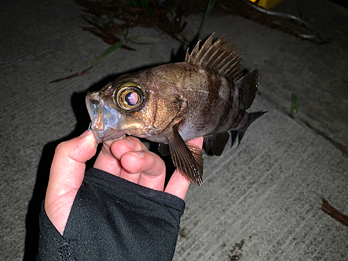 メバルの釣果