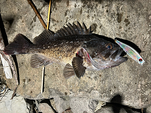 クロソイの釣果