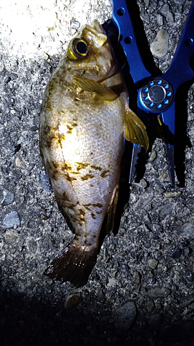 シロメバルの釣果