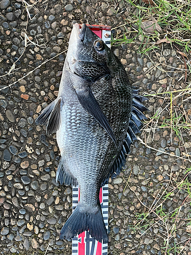 クロダイの釣果