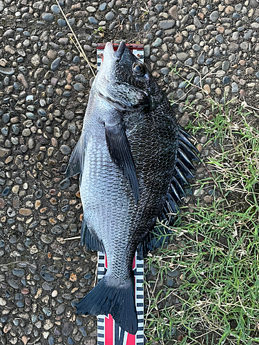 クロダイの釣果