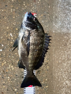 クロダイの釣果