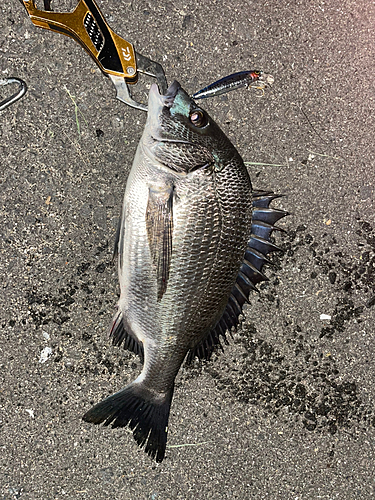 クロダイの釣果