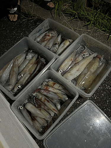 シロイカの釣果