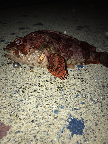 ヨロイメバルの釣果