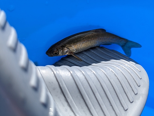 ウグイの釣果