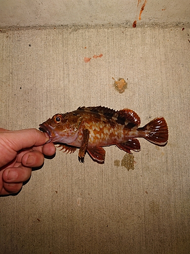 カサゴの釣果