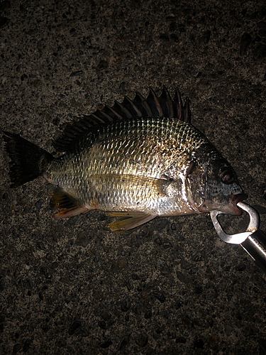 キビレの釣果