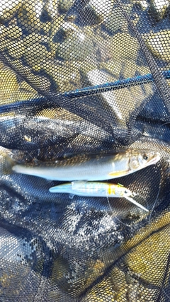 アユの釣果