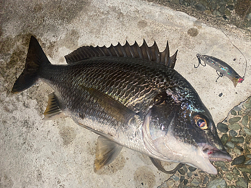 キビレの釣果