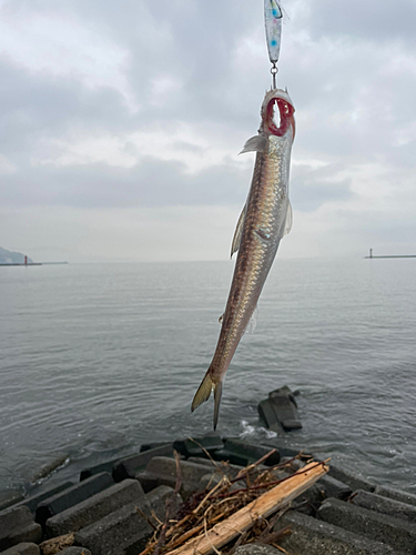 エソの釣果