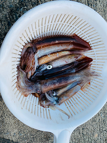 スルメイカの釣果