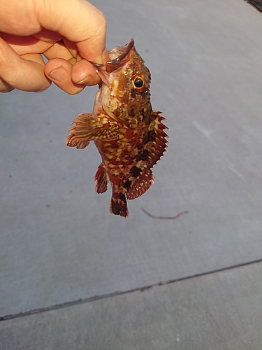 カサゴの釣果