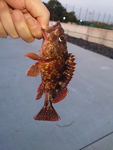 カサゴの釣果