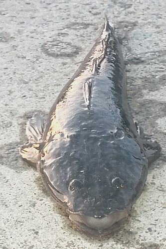 マゴチの釣果