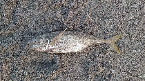 マアジの釣果