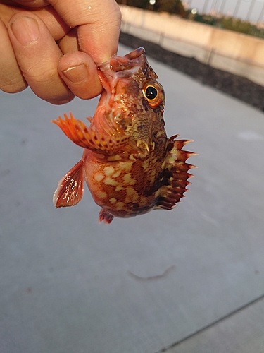 カサゴの釣果