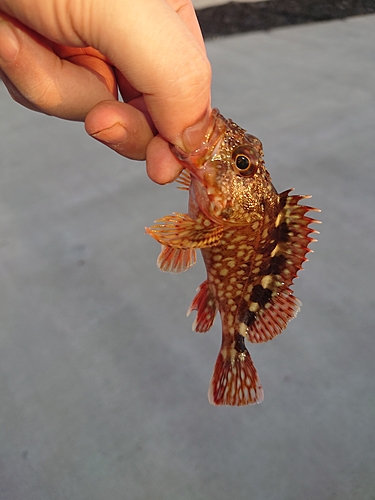 カサゴの釣果