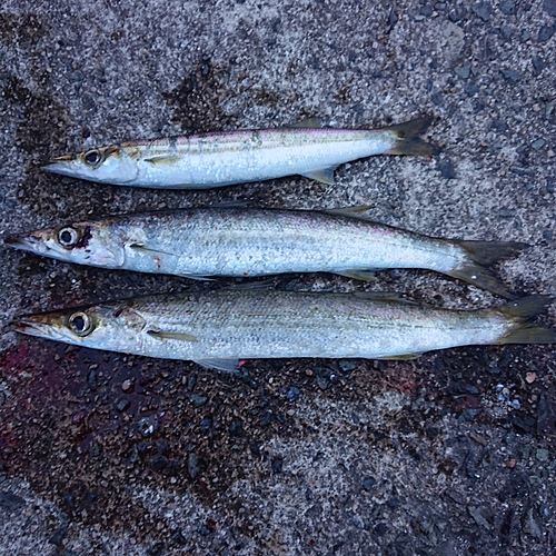 アカカマスの釣果