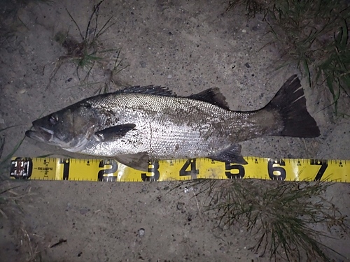 ヒラスズキの釣果