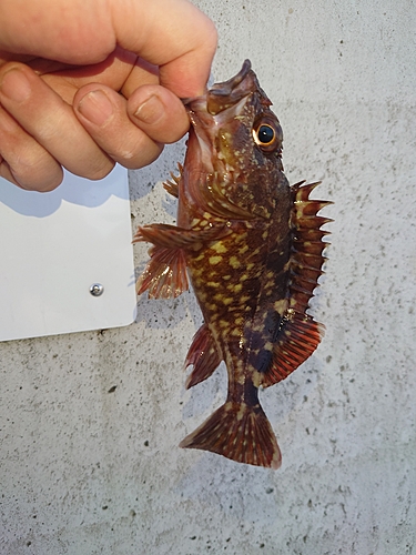 カサゴの釣果