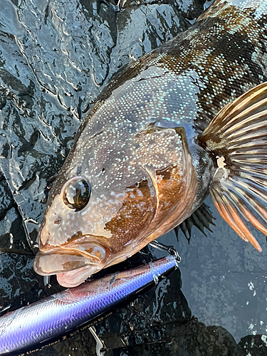 アイナメの釣果