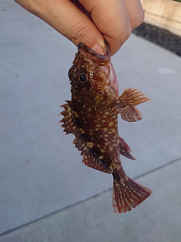 カサゴの釣果