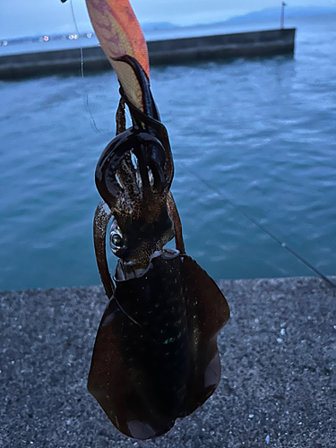 アオリイカの釣果