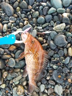 オオモンハタの釣果