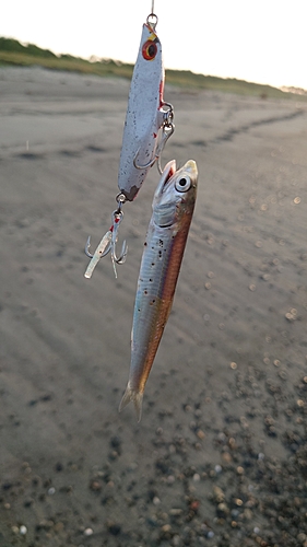 カタクチイワシの釣果