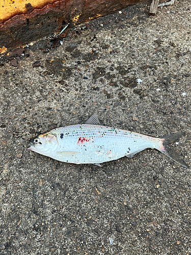 コノシロの釣果