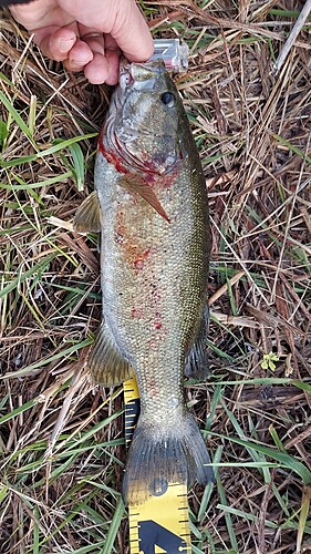 スモールマウスバスの釣果