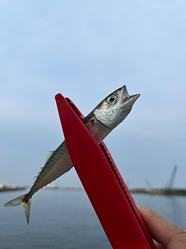 サバの釣果