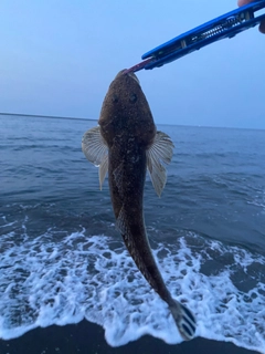 マゴチの釣果