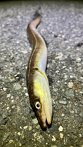 アナゴの釣果