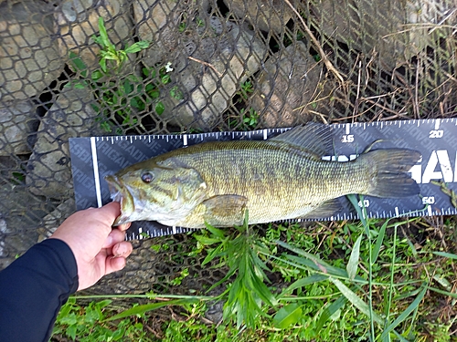 スモールマウスバスの釣果