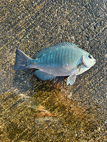 メジナの釣果