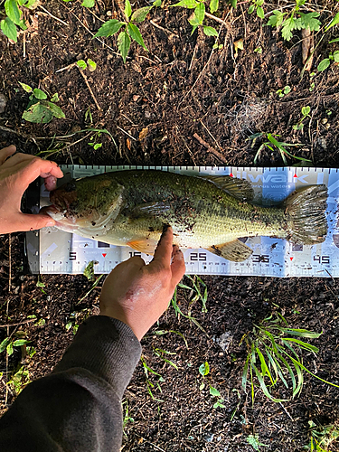 ブラックバスの釣果