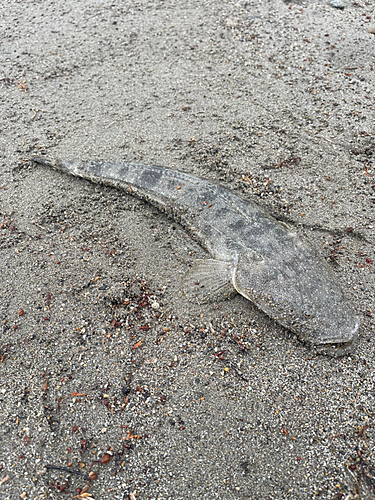 マゴチの釣果